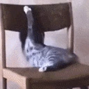 CatDoingSickTricksOnAChair emote