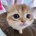 OwO emote