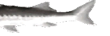 JoelWide2 emote