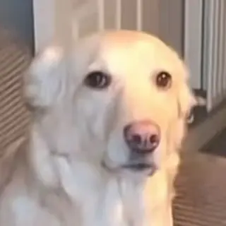confused_dog1 emote