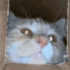 CE_SniffSniff2 emote