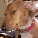 cap emote
