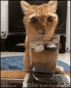 iuh emote