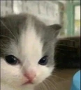 nothehe emote