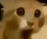 Catgasp emote