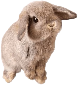 brownbunny emote