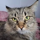 CatStare emote