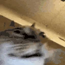 heCrayz emote