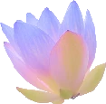 coolflower emote