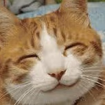 cat emote