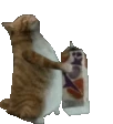 CatMilk emote