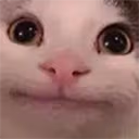 catOK emote