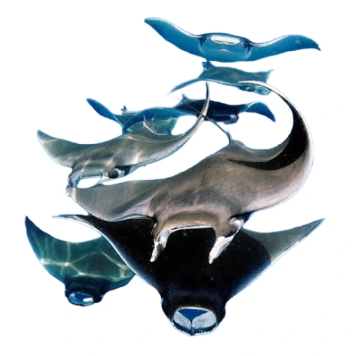 Mobula emote