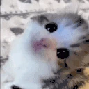 kitty emote