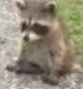 sadRaccoon emote
