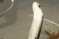 snakedrinkinsprite emoji