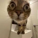 stare emote