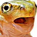 frogpogr emote