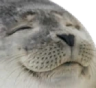 seal emoji