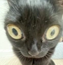 Stare emote