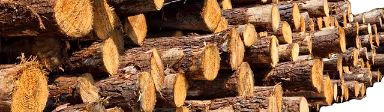 WOOD emote