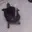 turtle emote