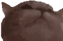 CatBop emote