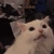 catscream emote