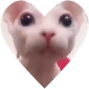 bingusHeart emote