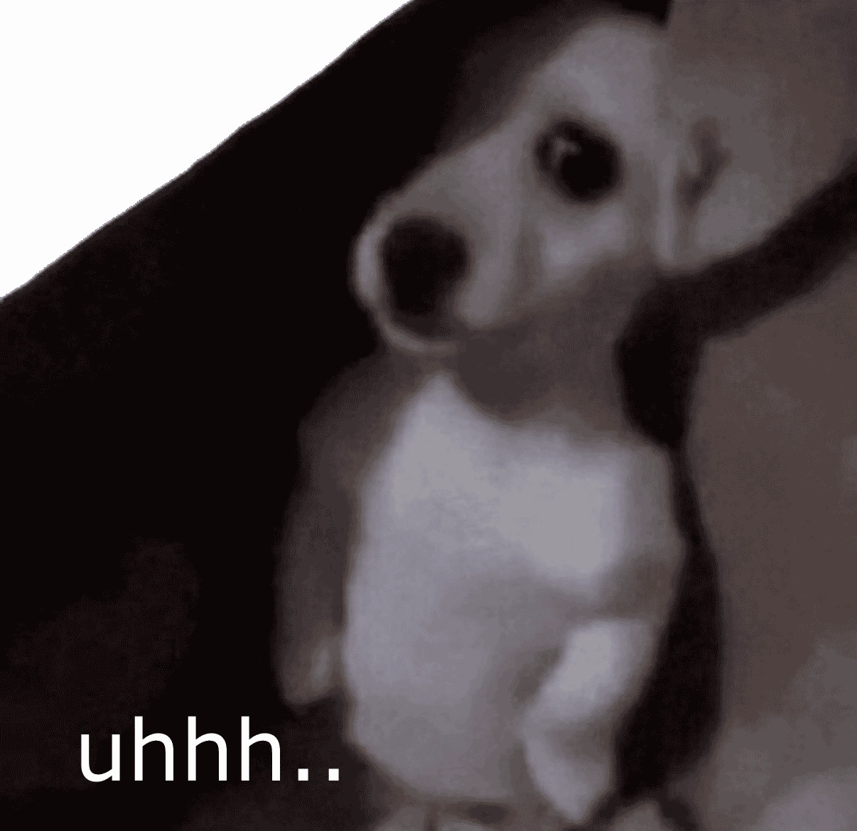 shy_dog emote
