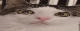 plnk emote