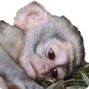 Sad_Monke emoji