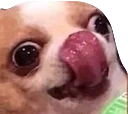Dog_Yum_Yummy emote