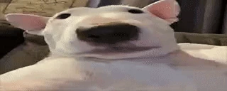 WTFDOG emote