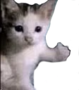 CatApprove emote
