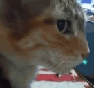Wha emote