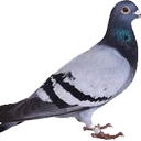 Pigeon emote
