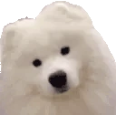 CuteSamoyed emote