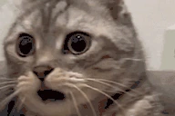 wtfwtfwtf emote