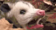 PossumReee emote