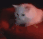 catPillow animated emote