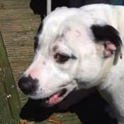 concerned_dog emote