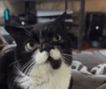 Olbite emote