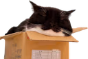 maxwellsleepy emote