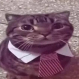 socksnif avatar