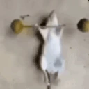 gym emote