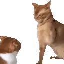 catSlap emote
