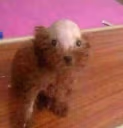 Bald_dog emote