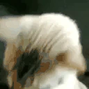 catReady emote