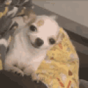 PUPPY animated emote